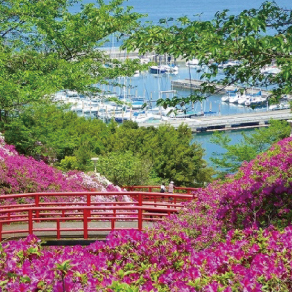 美しいツツジの花が咲くあたご山